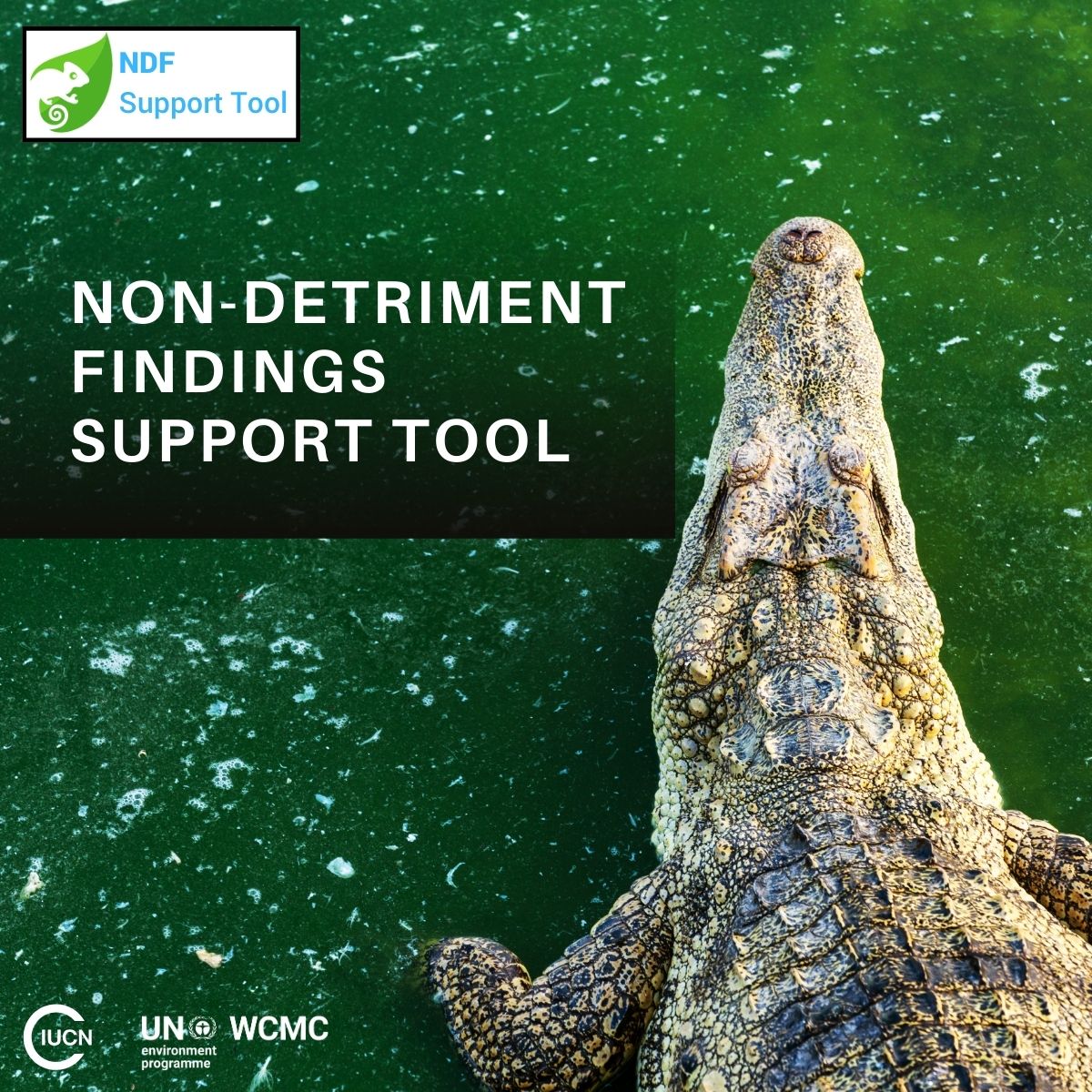 The NDF tool, launched by UNEP-WCMC and @IUCN provides easy-to-access key datasets for @CITES Authorities and also helps decision-makers ensure that international wildlife trade is sustainable. Learn more about the tool here: tinyurl.com/bd4rm7cd