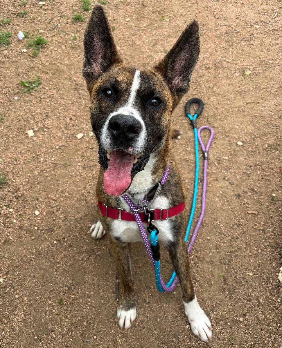 Happy #TongueOutTuesday from Manicotti! This adorable guy is a fetch master. He's also attentive to his handler, a big fan of food (any food will do), and cheerful every day. bit.ly/4aAMZEI