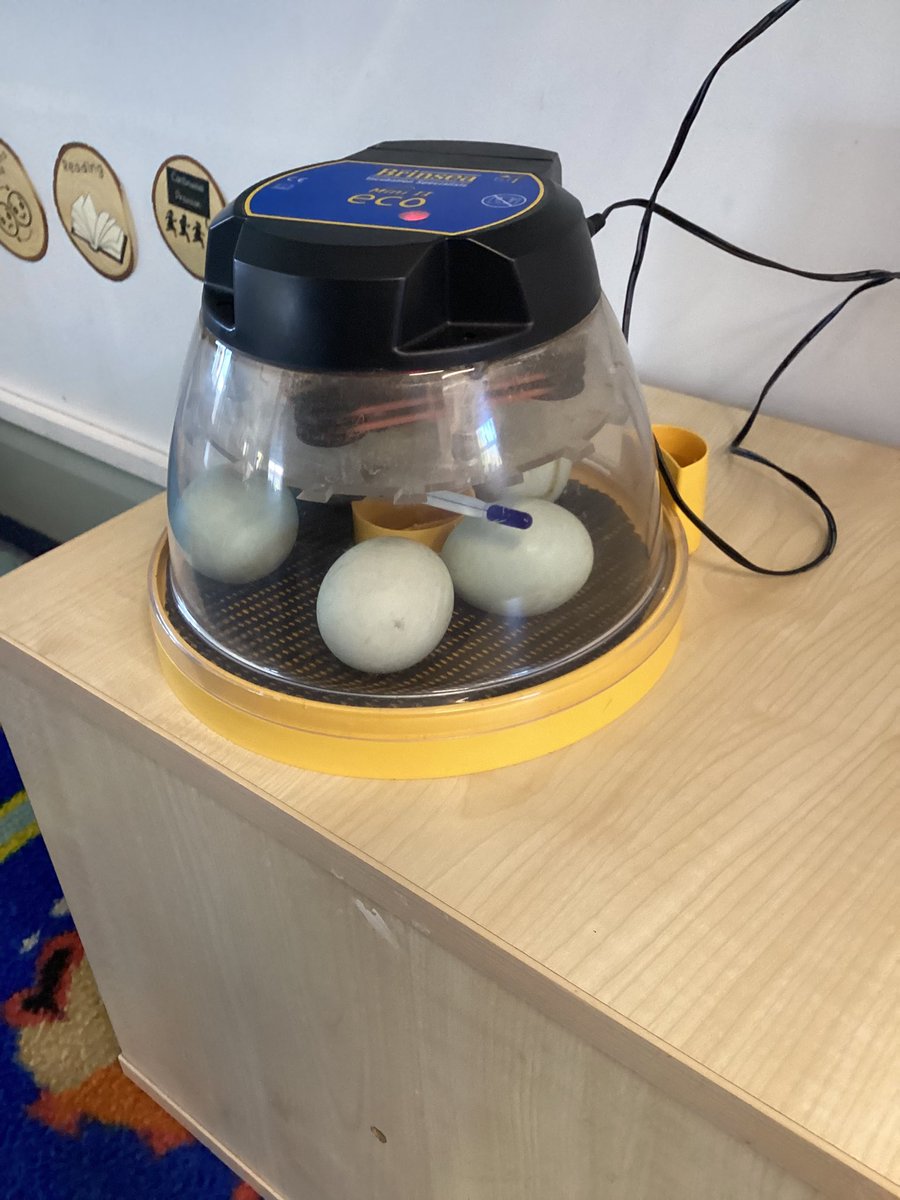 EYFS had an ‘eggciting delivery’ duck eggs! We are so excited to watch the wonderful life cycle process 🐥@FaithPrimary
