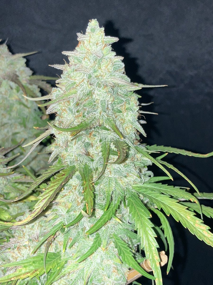 Lil Wild Lamb!  theautoflowerstore.com/products/lil-w…