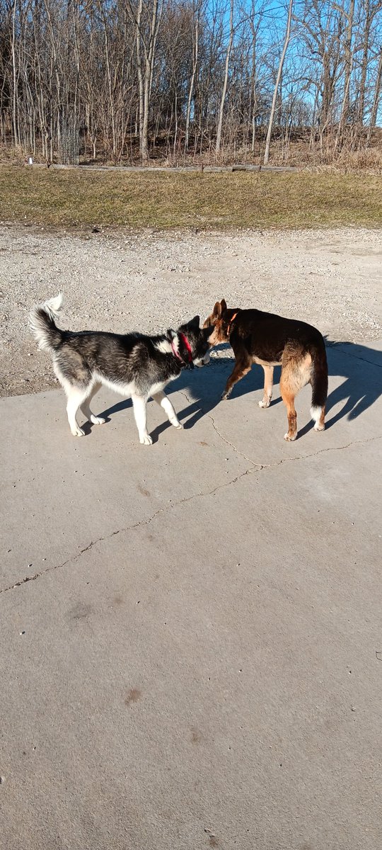 2kindsapeople's tweet photo. @MathieuRegan17 Nova and Ace #CountryDogs 
Socks, Stripe and Whiskey #CountryCats https://t.co/zYcINVRpKw