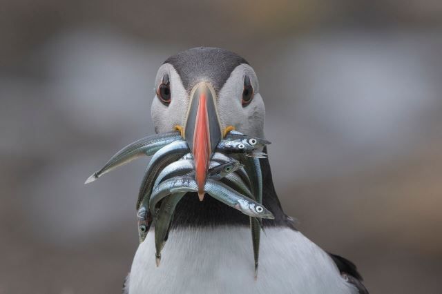 Conservationists @RSPBNews and wildlife enthusiasts alike are welcoming the return of Puffins to UK shores with cause for new hope as the permanent closure of Sandeel fishing in the English North Sea and all Scottish waters takes effect c-js.uk/3xCZAt7