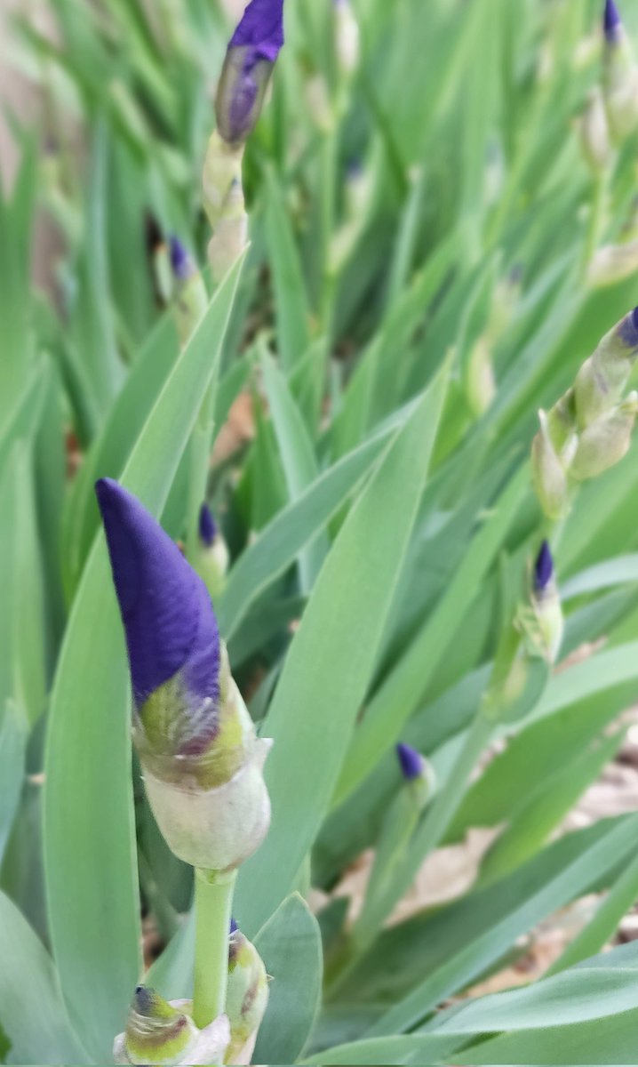 MUExtBugNGarden's tweet photo. When will the periodical cicadas emerge? It's said that the emergence corresponds to when the iris blooms and when soil temperatures reach 64.5F. The signs are here - are the cicadas? Share pics of any cicadas or signs of cicada emergence!
#ExtendMU #Cicadas2024 #BroodXIX https://t.co/dGSiyuO8Jq