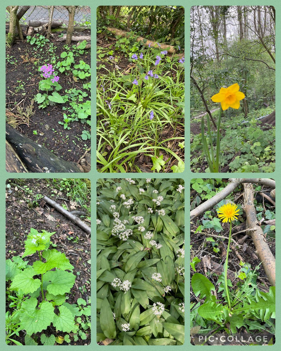 We have honesty, bluebells, daffodils, garlic mustard, wild garlic and dandelions growing in the forest at the moment.