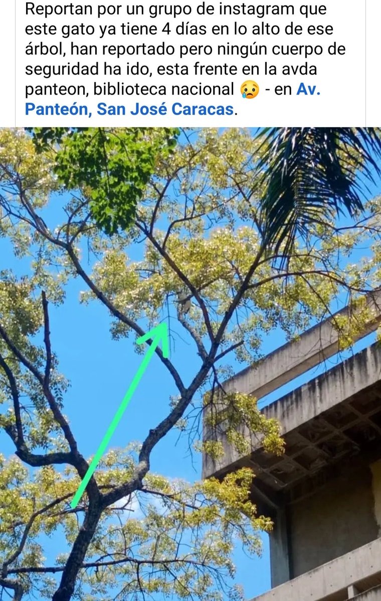 Reporta @ntrejo70: Hola amigos este michito 😢 tiene días atrapado sobre un árbol frente a la Biblioteca Nacional, se agradece la difusión para que sea rescatado