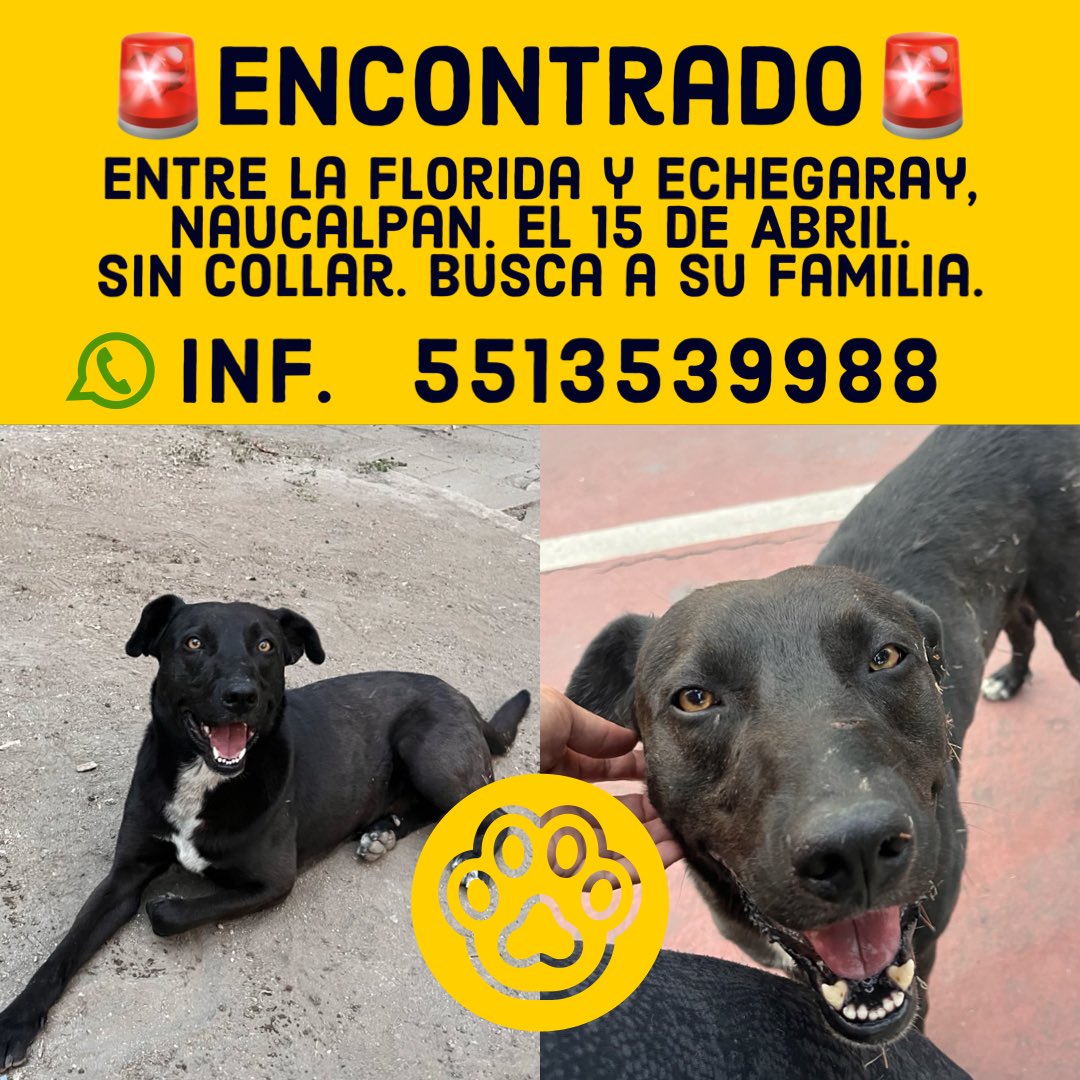 Encontrado, favor de compartir ✨ #encontrado #rt