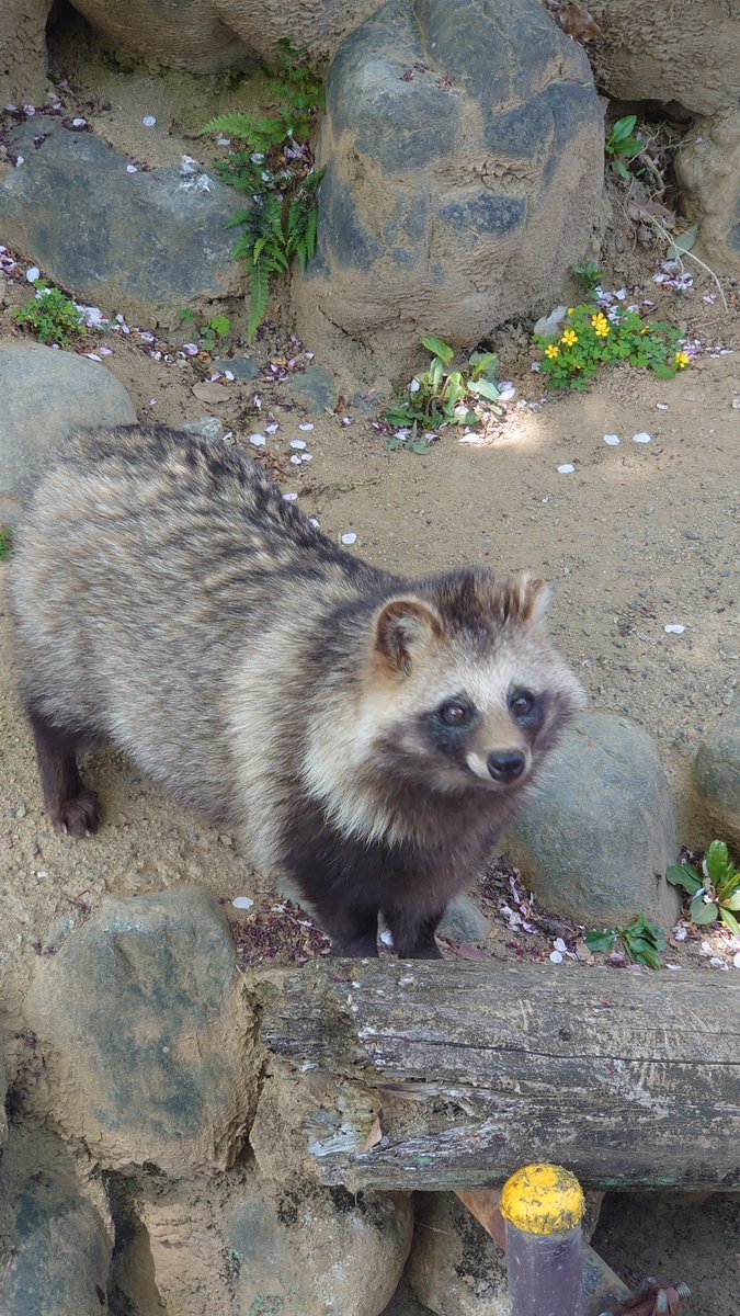 少し顔がぶれてるけどかわいいからよし。
#桐生が岡動物園
#ホンドタヌキ #たぬき #タヌキ