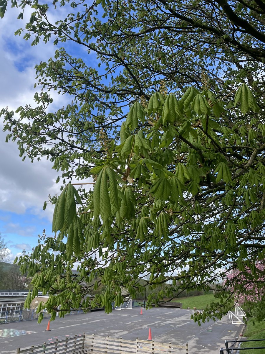 Adele Bealey tweet media