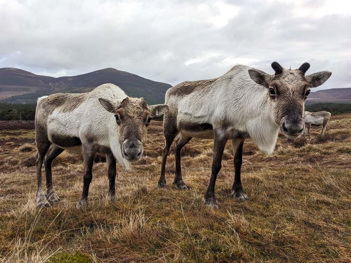 Morven (left) has cast her antlers in the last few days, whereas her mum Spy (right) cast hers earlier in the winter and so has a head start on Morven! They both tend to grow big antlers so we hope they'll have a great spring & summer ahead of them and find lots of good grazing!