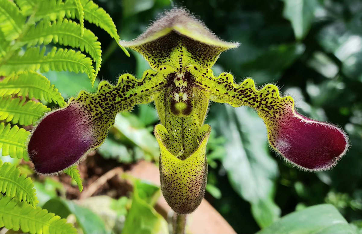 Paphiopedilum hirtuitissimum esquerolei now fully open! One of my favourites! @PetrovichBilly