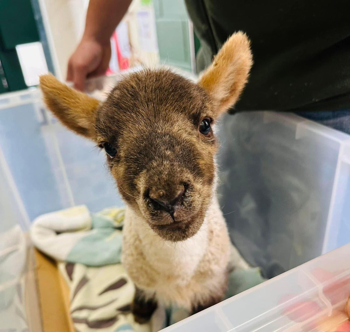 CortevaUK's tweet image. Corteva's Abi Morton took her adorable lambs to one of the local schools today. Great to be out volunteering and inspiring young minds about farming. 🐑 
#LifeAtCorteva #CortevaGrows