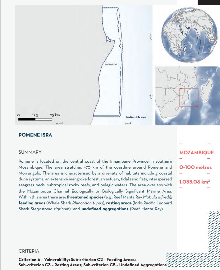 Today's featured Important Shark and Ray Area is Pomene in Mozambique! Learn more about the Western Indian Ocean ISRAs in our compendium: sharkrayareas.org/download/weste… Learn more about us: sharkrayareas.org/about-isras/