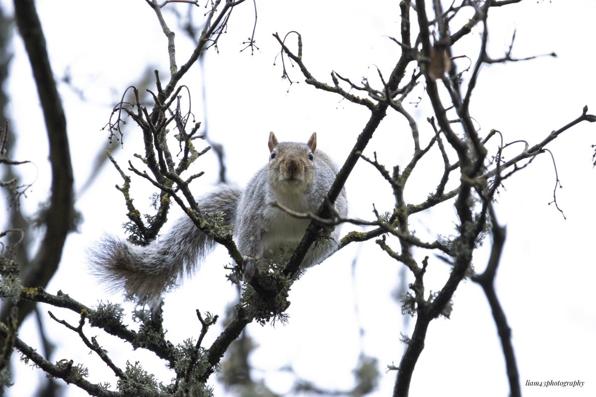 A squirrel peering through the branches 🐿️

#Ringwood #Hampshire #squirrel #squirrelphotography #photography #squirrelsofinstagram #squirrel_captures #rspb_love_nature  #wildlife #wildlifephotography #nature #naturephotography  #canon #canonphotography #photography