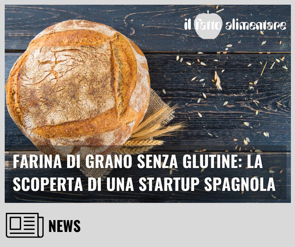 🍞Il pane prodotto con farina di grano #senzaglutine sarà presto realtà?
Leggi qui 👇
ilfattoalimentare.it/farina-di-gran…