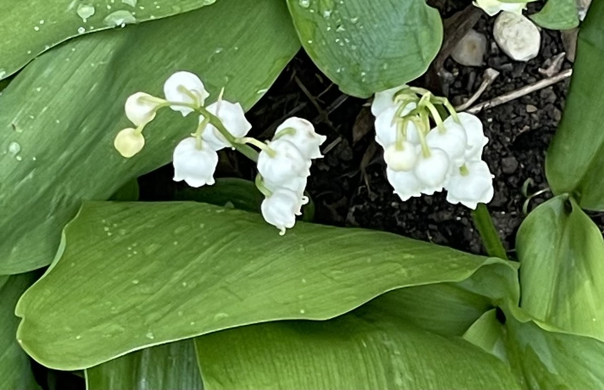 #JustNow Lily of the Valley. Got this a few years ago as reminds me of my Nan & Grandad who had their front path lined with them #HappyMemories 💚😍🤍