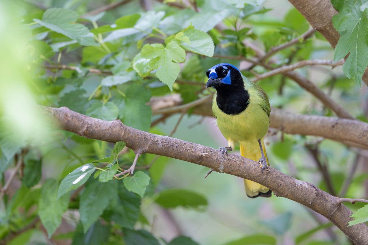 Green jays are one of the most beautiful birds in the United States