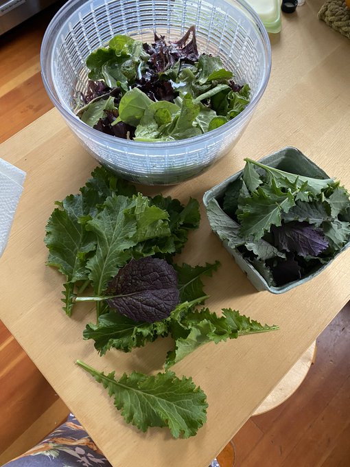 This morning&rsquo;s harvest of lettuce, kale, and mustard greens. So happy to be gardening again. https://t