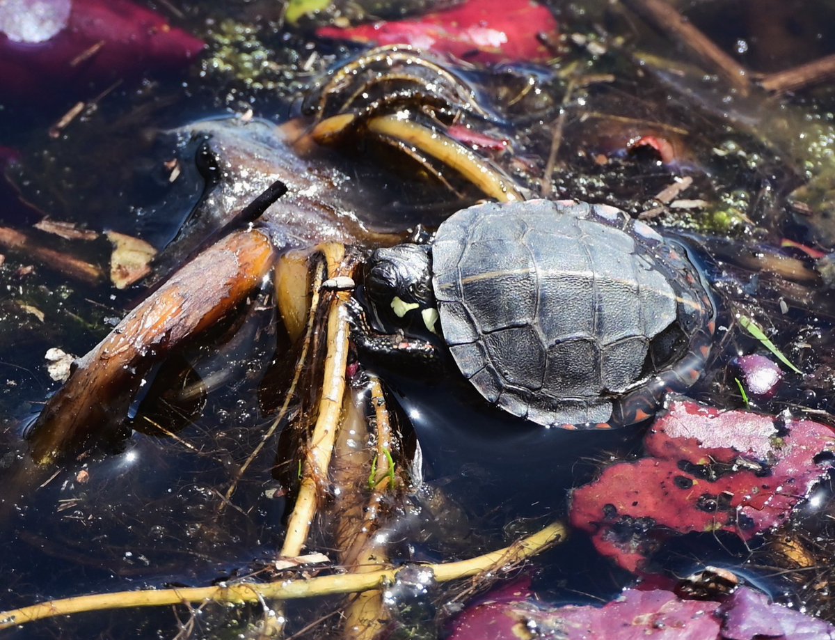 LULLABY: Happy #TurtleTuesday! Here’s a newly captured view of a young painted #turtle basking (and maybe napping) in a bog in the NJ #Pinelands. The turtle was just a few inches long. 📷: Paul Leakan, Pinelands Commission Communications Officer
