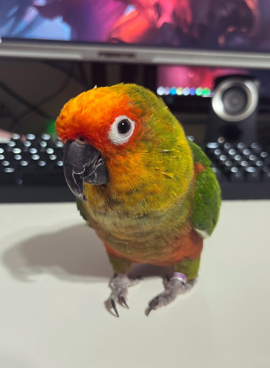 diagnosed gamer (terminal)