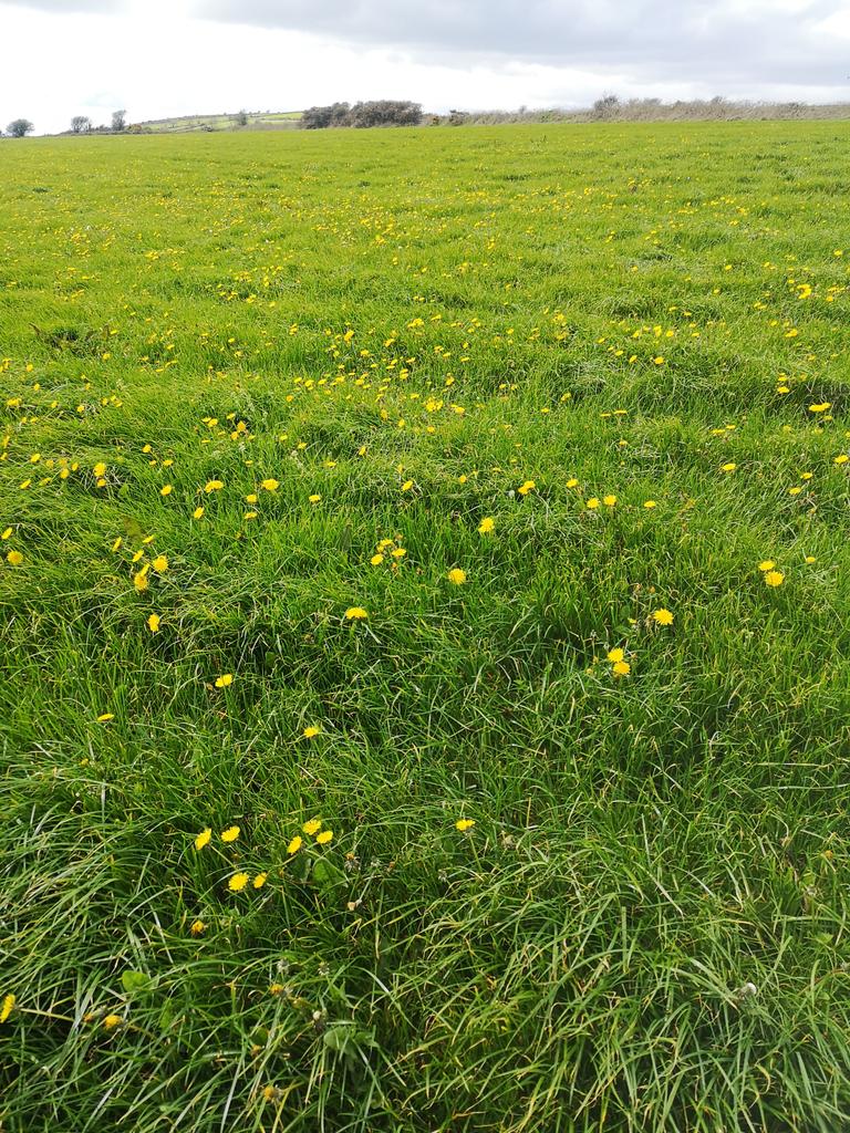 Hapes of dandelions in a silage Sward.... What is it deficient in?
What's the cure?
Good or bad to have in a silage pit or does it make any difference? #dairy #agronomy #silage #crops