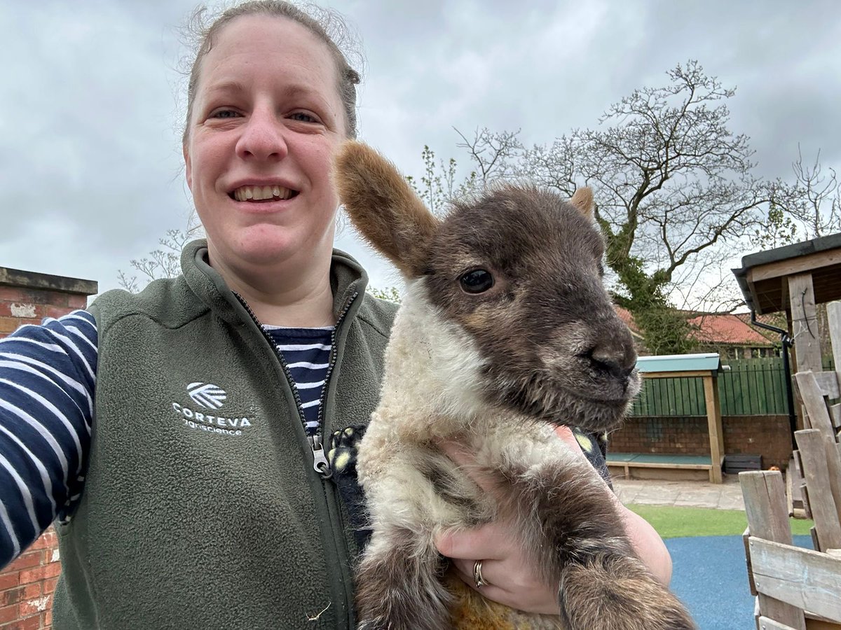 CortevaUK's tweet image. Corteva's Abi Morton took her adorable lambs to one of the local schools today. Great to be out volunteering and inspiring young minds about farming. 🐑 
#LifeAtCorteva #CortevaGrows