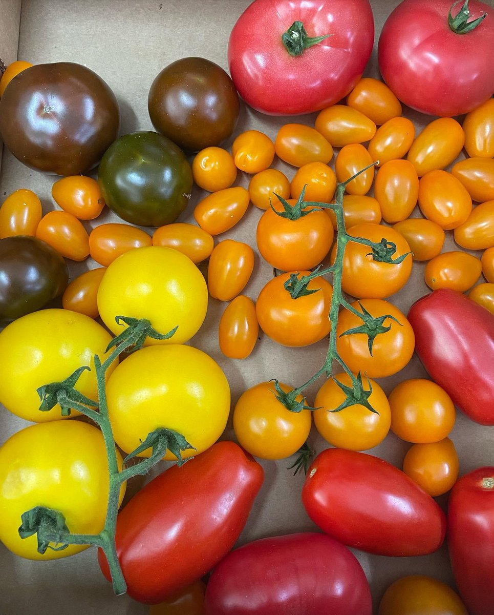 VillageGreensUK's tweet photo. UK Tomatoes ๐
have arrived!!
These vibrant beauties are brightening up our shelves with their stunning colours - Yum!
#UKtomatoes #heirloomtomatoes #organic #veggie #vegan #prestwich #shoplocal #ukproduce https://t.co/DS5iH4MR9E