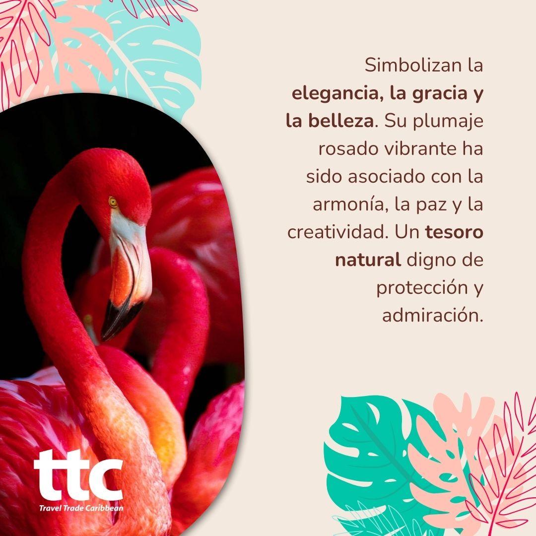 🏝️🦩Es quizás esta ave uno de los elementos más símbolicos de la zona de #JardinesdelRey, donde acontecerá la 42 Edición de #FitCuba 2024. 😉Hoy a modo #TTC compartimos un poco de sus rasgos distintivos. #flamenco #CayoCoco #Cuba #CubaUnica