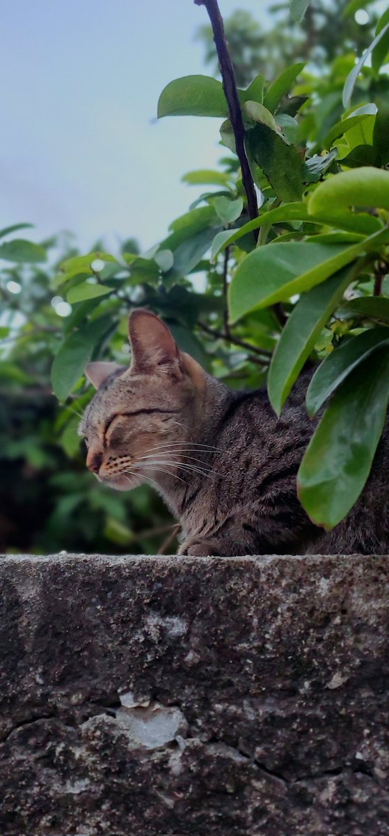 Tengo una mishi q es toda una modelo ..