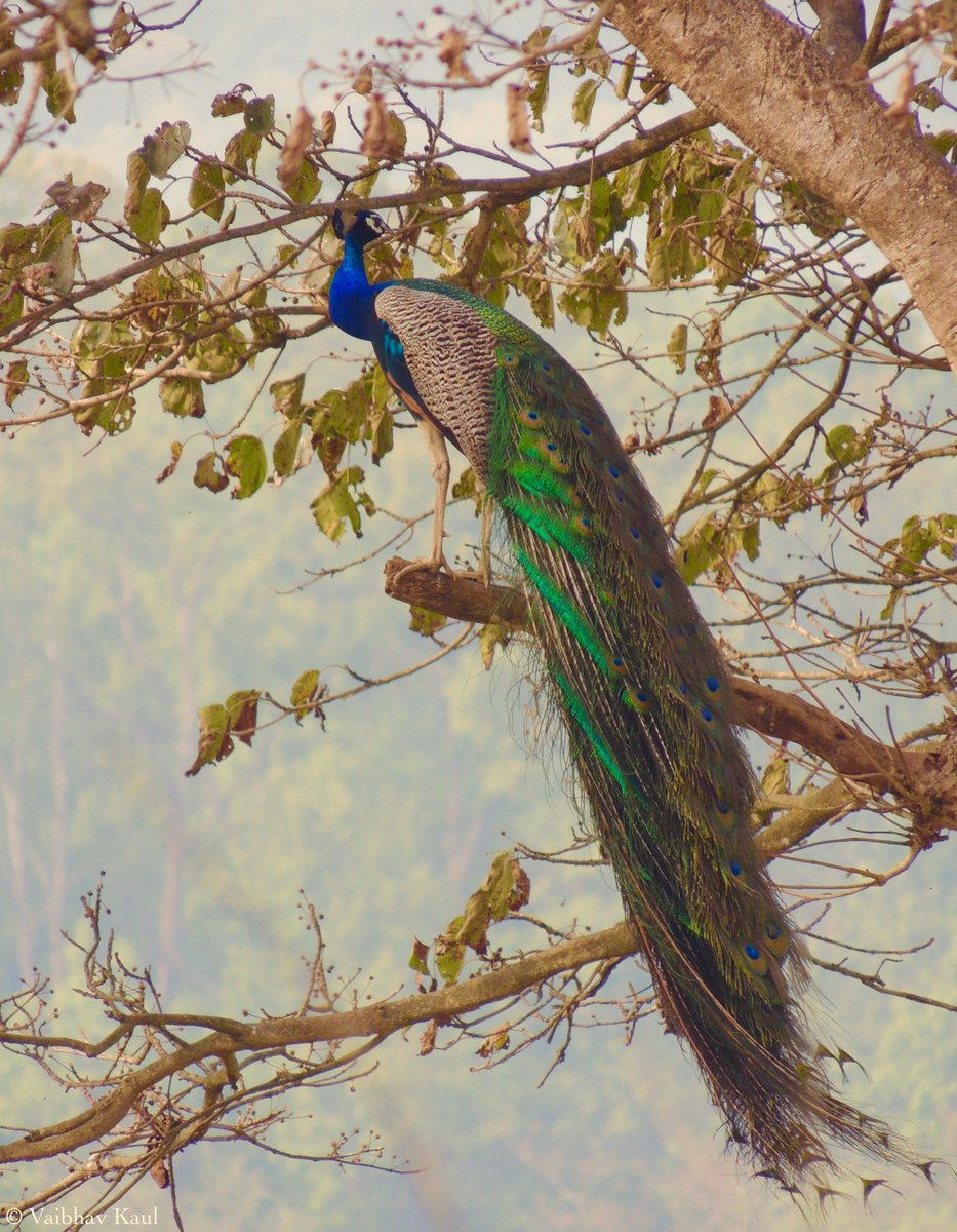 A peacock on a tree