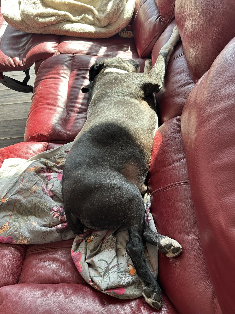 Doogie having a sun puddle on the dog sofa xxx 🛋️🐶 #staffie @SeniorStaffy #rescuedog 💙😍