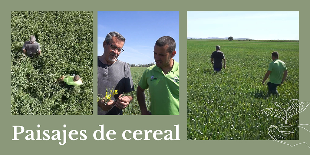 🌾 Tras el periodo de siembra en los meses de enero y febrero, los campos de cereal comienzan a tener este aspecto tan bonito y llamativo llenos de color verde, como podemos ver en estas imágenes tomadas en Miajadas (Extremadura).