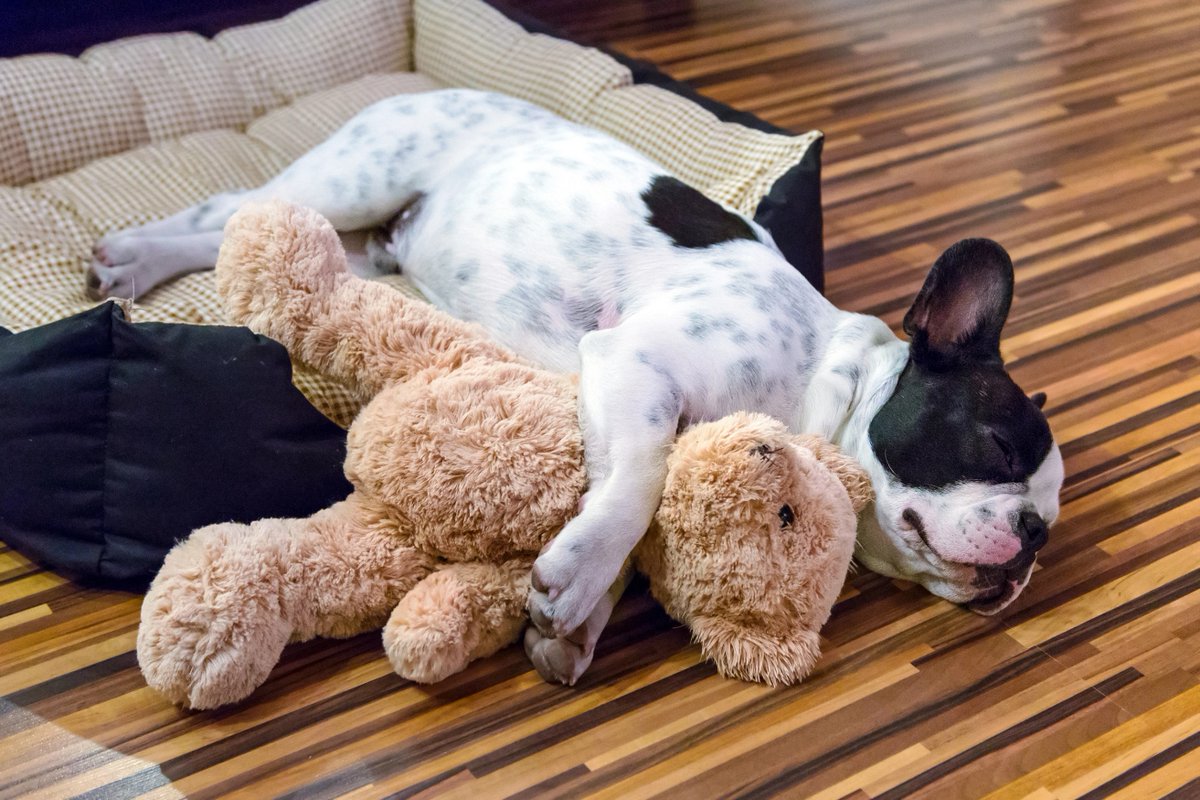 Happiness is hugging a teddy bear that's as big as you. #happy #teddybear #frenchielover #bulldog #Naptime