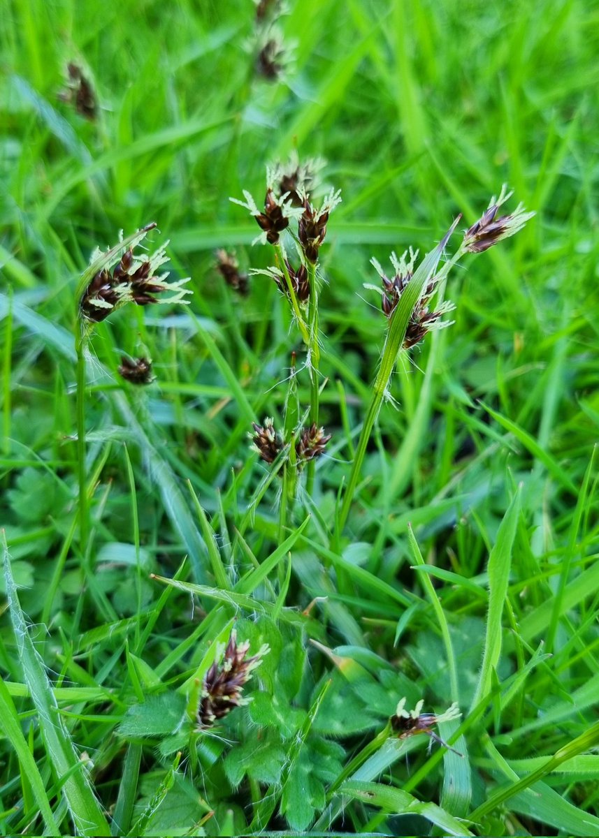 There is a lovely display of Field Wood-rush (Luzula campestris) in our garden now. This plant is a good indicator for acidic soils in which it likes to grow. You may also know this plant as Good Friday Grass, as its emergence coincides with the holiday in which it was named.
