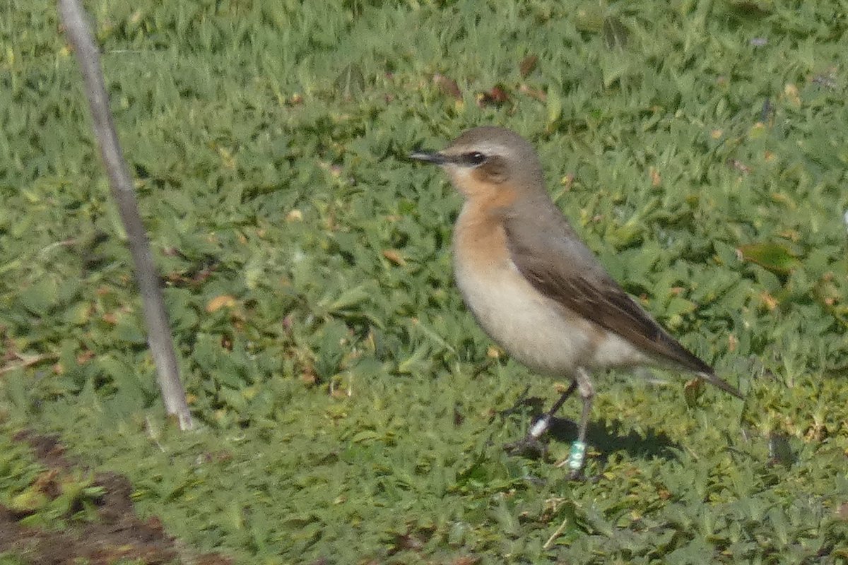 Wheatears are slow to return @SkokholmIsland this year. On The Neck, which usually holds 4 pairs, there is only one pair and a solo male. The female, F98, was ringed as a youngster at Winter Pond in 2023 and has returned as an adult to breed in a different part of the island.