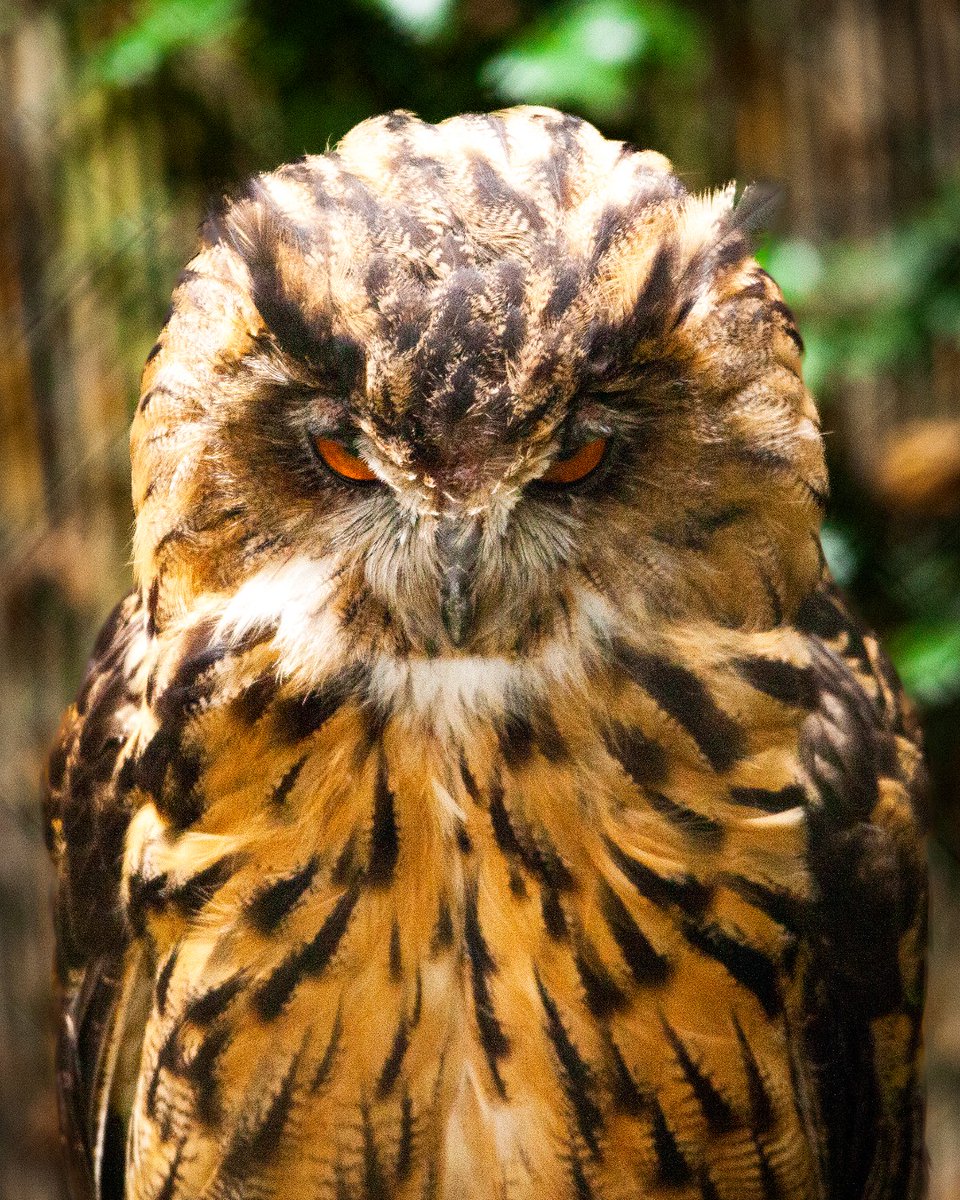 Caption this photo! 👇🦉 We had so many of you commenting on our bear photo last week (with some cracking entries 😂), we thought we'd continue this theme! Our Eagle Owl is looking particularly fierce in this shot 👀 #wildwoodtrust #devon #eastdevon #southdevon #wildwooddevon