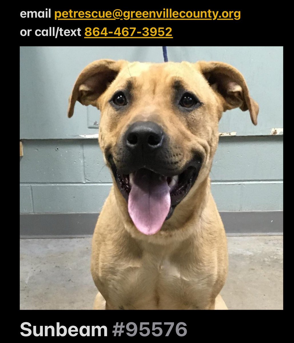 🆘 Sunbeam is 11 months old, 42lbs, and HW neg. This sweet puppy girl is going into kennel distress quickly! Sunbeam needs a hero! 
📍 Greenville #SouthCarolina 

#adoptdontshop #FostersSavesLives @Dubs4Mutts @G4TXNYCpups