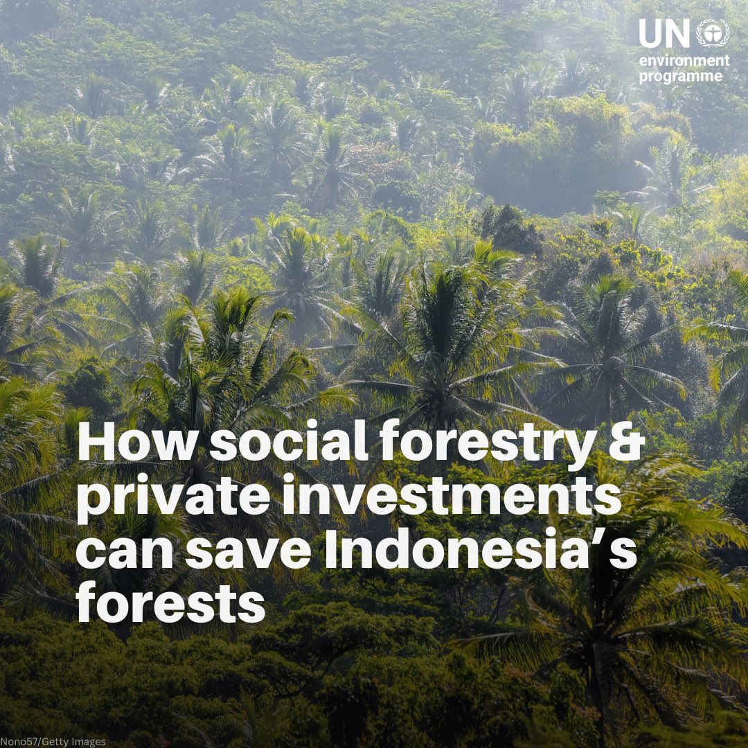 🌳 In Indonesia, ancient rituals meet modern sustainability. Discover how community-led forest management and strategic private investments are key to transforming Indonesian forests into carbon sinks by 2030. Check the innovative strategies at play: unep.org/news-and-stori…