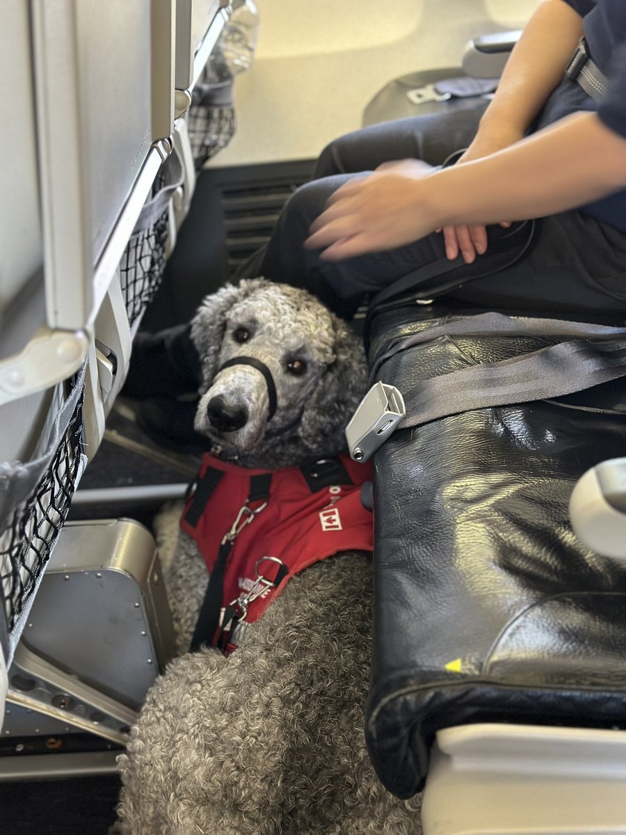 Check out some of our furry friends training at the airport today! Soon, they'll be ready for takeoff! ✈️