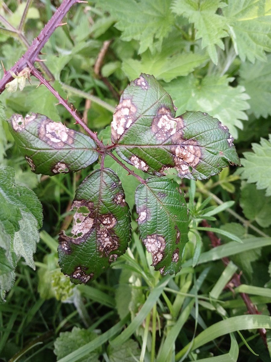 I came across across a few examples of these distinctive, zoned brown leaf spots on Bramble (Rubus fruticosus agg.) whilst out and about today. I've not been able to pin down a potential plant pathogen (fungal?) yet. Any ideas folks? #TwitterNatureCommunity