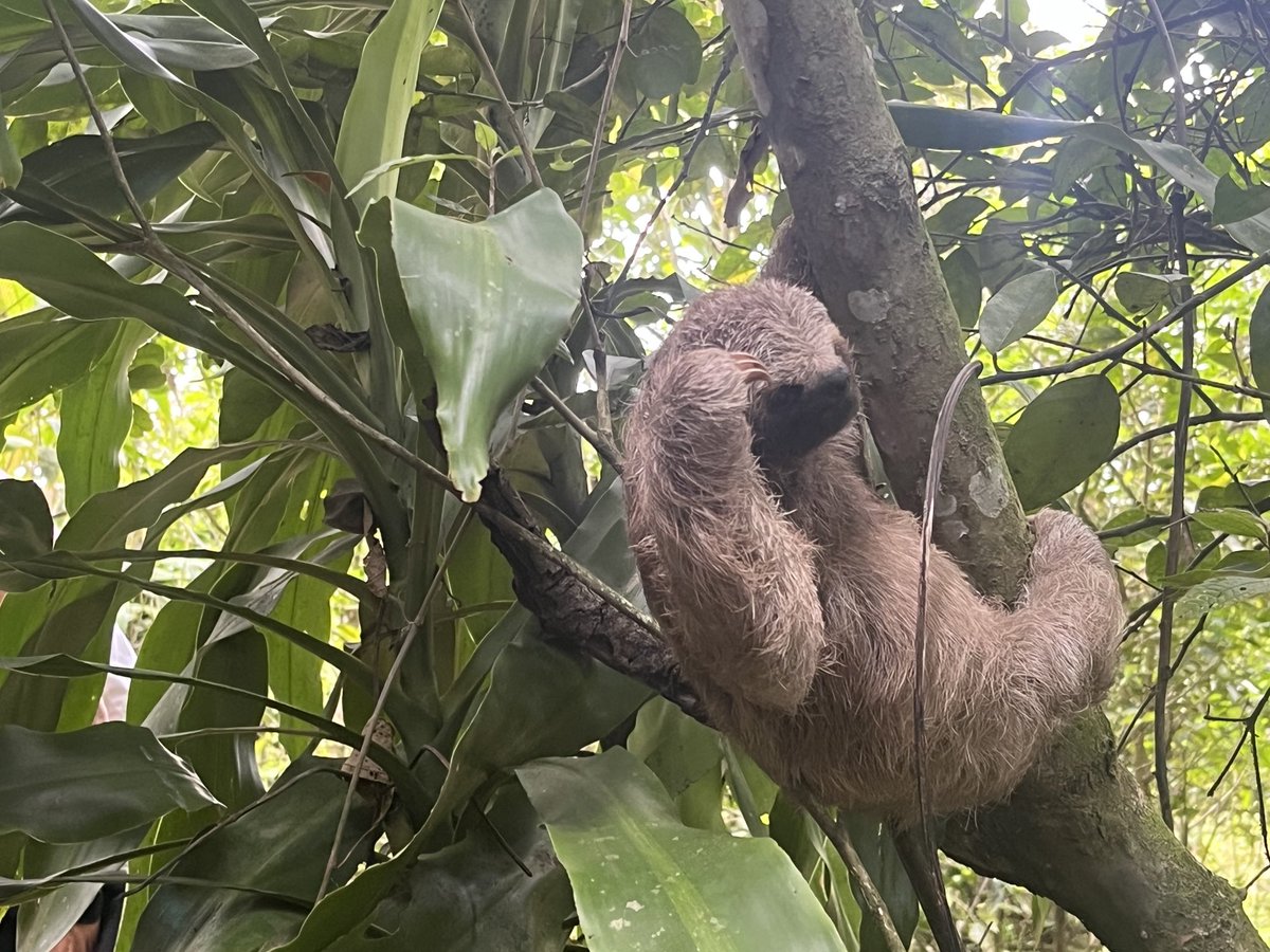 A friend we met here in Costa Rica! #sloths #PuraVida