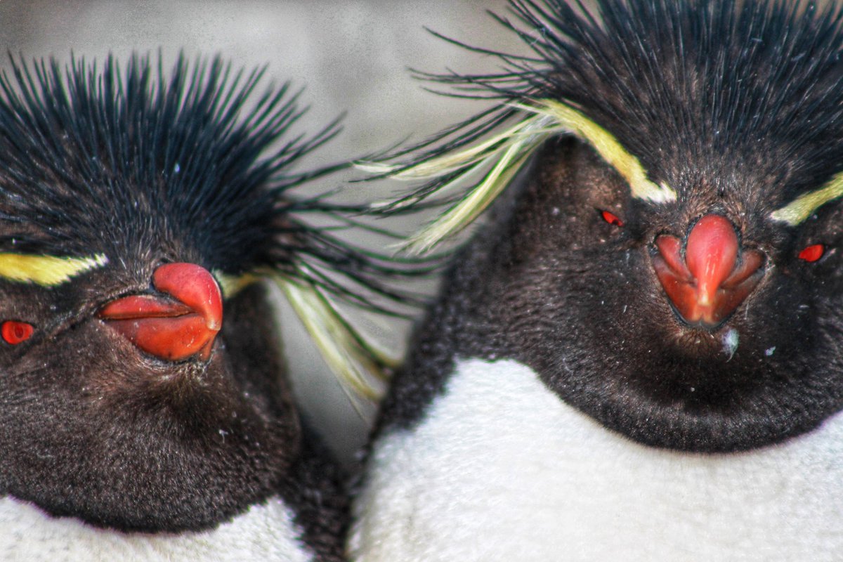 Why did the penguin cross the road twice? To prove he wasn’t a chicken! 😬