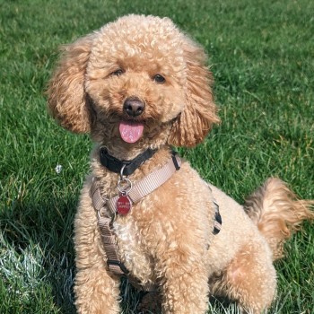 #LOST #DOG RONNIE 
Adult #Female Toy #Poodle Apricot  Collar & I.D.
#Missing from #BatterseaPark #London 
#SW11 South East 
Tuesday 16th April 2024 
#DogLostUK #Lostdog #ScanMe 

doglost.co.uk/dog/191664