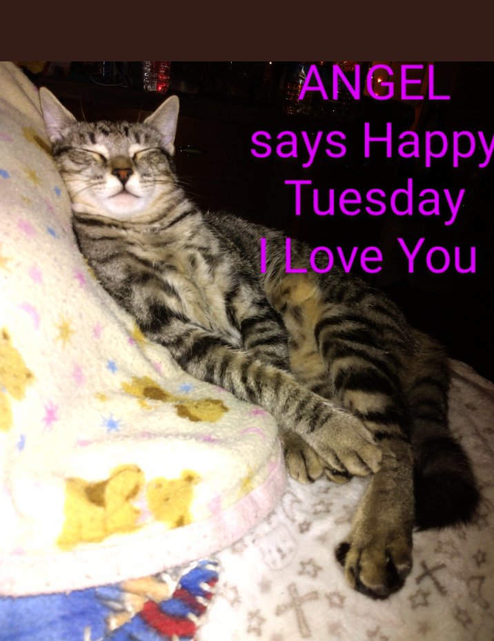 🏝️ HAPPY TUESDAY LOVIES 🌴 Have a Blessed Day 🙏😇🐾 and Little Angel 🐈‍⬛ sends his LOVE 😍😘