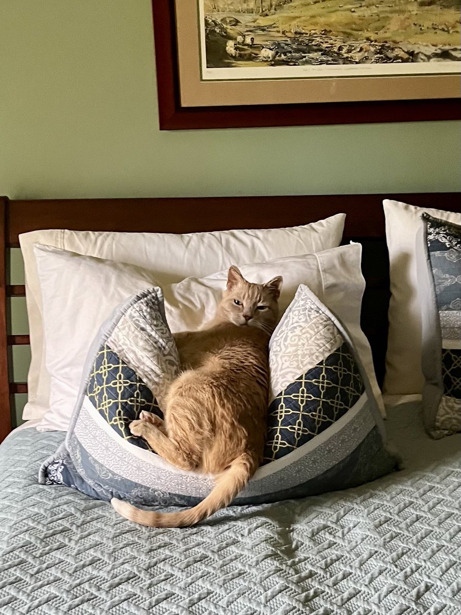 Went upstairs and found Doc like this on my pillows! 
#CatsofTwittter #CatsOfX