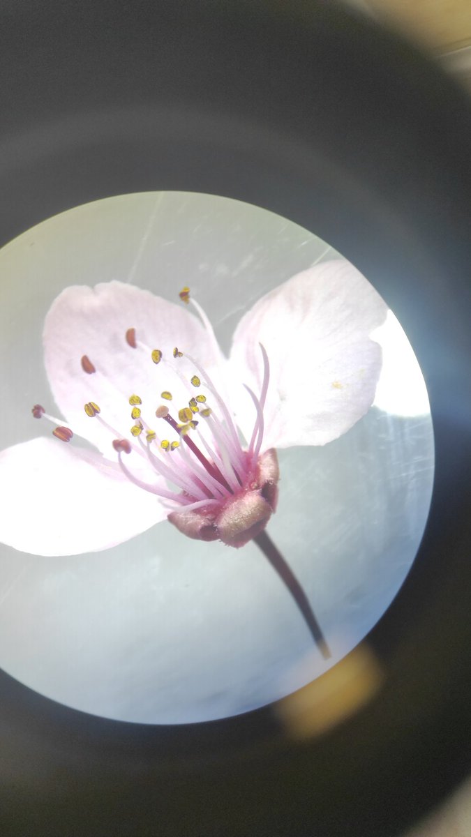 sugashaegeum's tweet photo. günümüz kutlu olsun bizi şimdiden çok seviyorum i'm in this shit for life teşekkürler 🧬🧫🧪🔬🦠
#dünyabiyologlargünü
#biologistsday https://t.co/D2XwbKgoCK