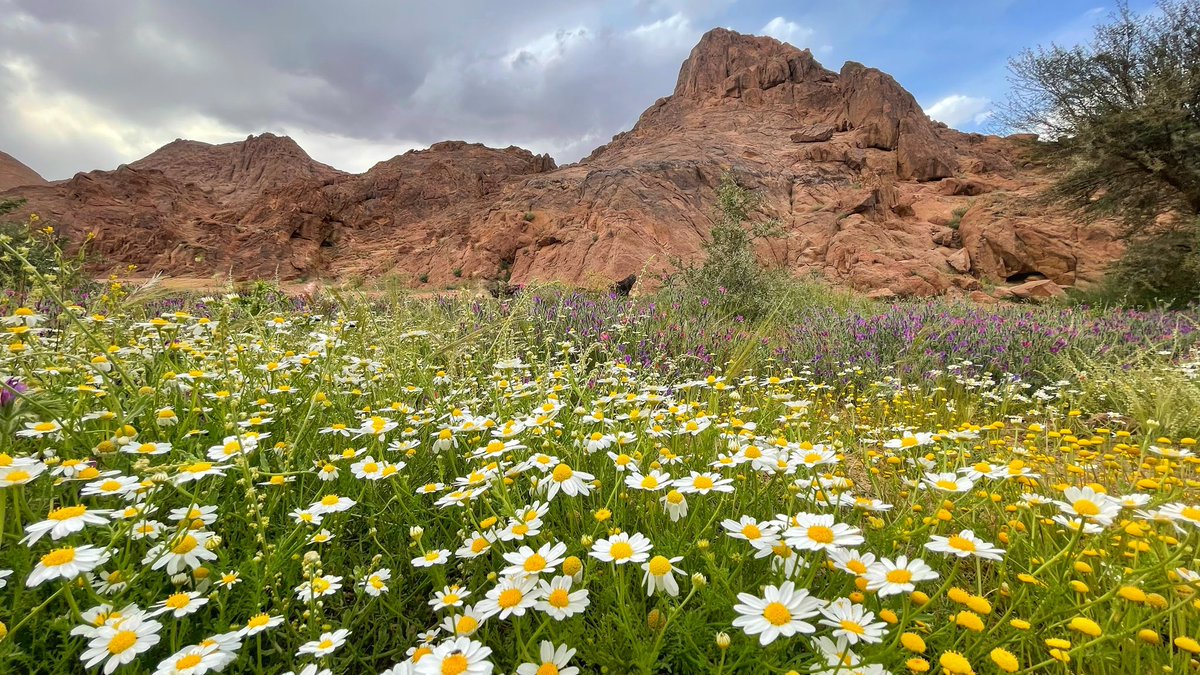 j99_aa's tweet photo. اللهم لك الحمد 🌱

في شهر ابريل 
أنتعش و أزدهر الربيع #بجبال_سلمى و تفتحت الزهور بأشكالها و الوانها المتنوعة 😍💐 .

📍جنوب شرق #حايل وتحديدًا جبال سلمى ( الدهمشية )
📸 ٥ / ١٠ / ١٤٤٥ هـ

@tqqs https://t.co/XKE3itC8aV