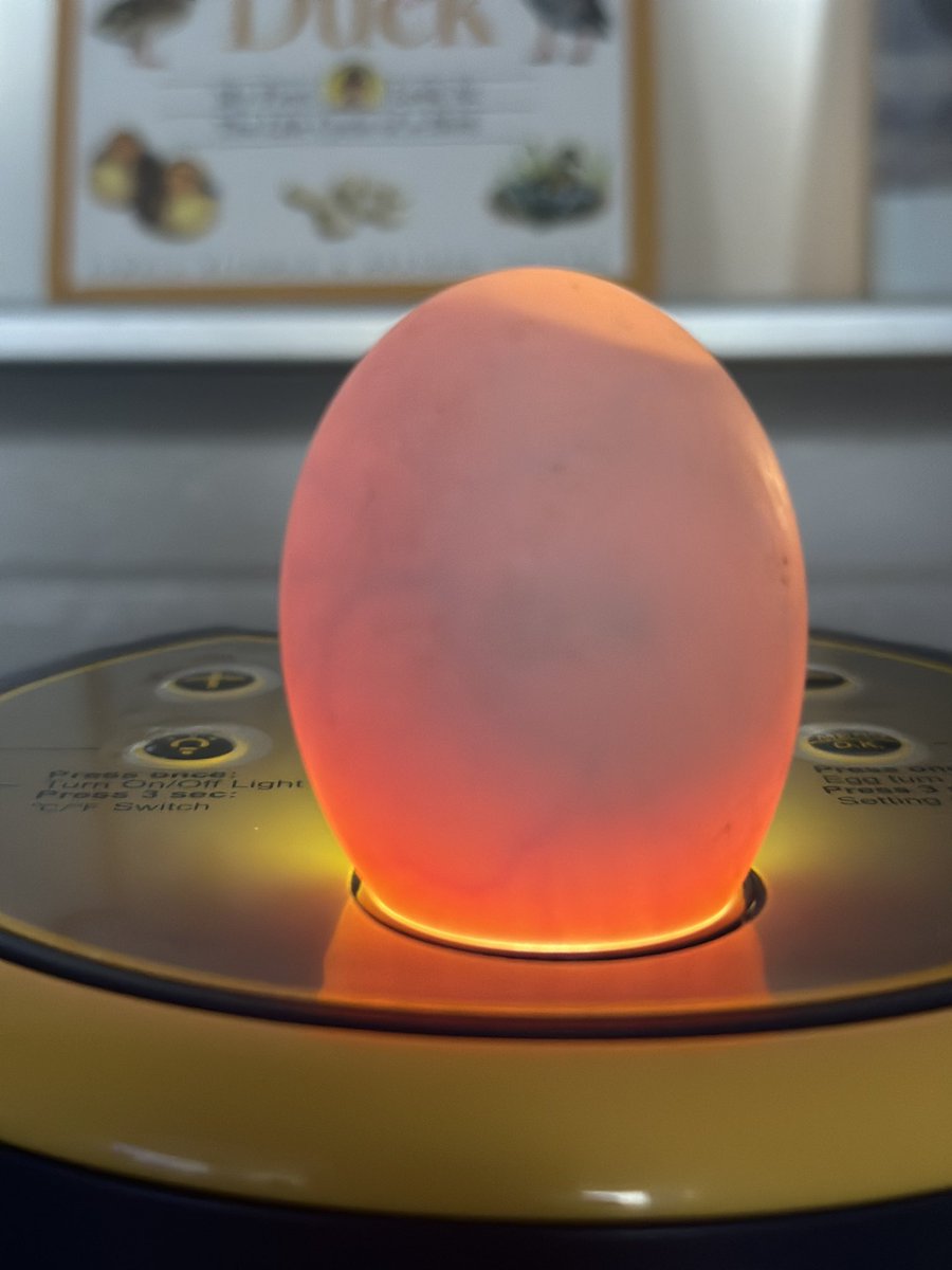 MrsSidolisClass's tweet photo. Today is day 8 of incubation and we have candled our eggs. We can see the spider veins, the eyes, and the embryos. 17 out of the 18 ducks are fertilized!!! Your tweeters M and B. @StLeonardOCSB @NedaBernabo #experientiallearning https://t.co/SeLpmaFnpu