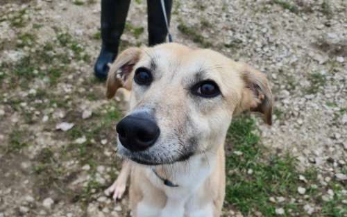 Fawn is a fabulous girl, very affectionate, loves people. Gets on with all other dogs.  Sweet natured, travels well in the car.  We can't find a fault with her.  She needs someone to love her & she will love you back endlessly.  Truly one of the sweetest natured dogs #rehomehour