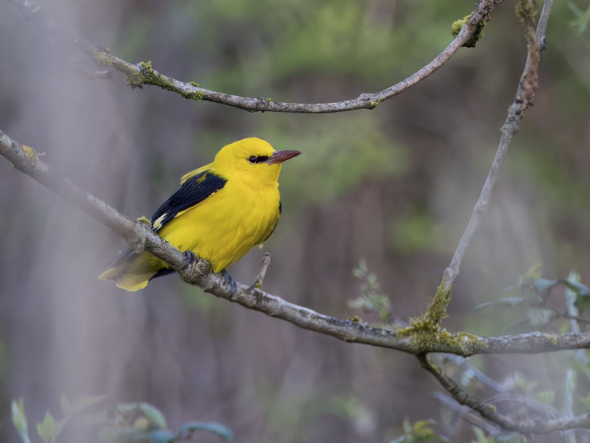 DCCbirder's tweet photo. A beautiful evening yesterday on Gower was brightened even more by this stunning Golden O. One very active individual, but I didn’t manage to get any sight of the second bird. #GoldenOriole #glambirds #Gower #birds https://t.co/dfHmcGxot5