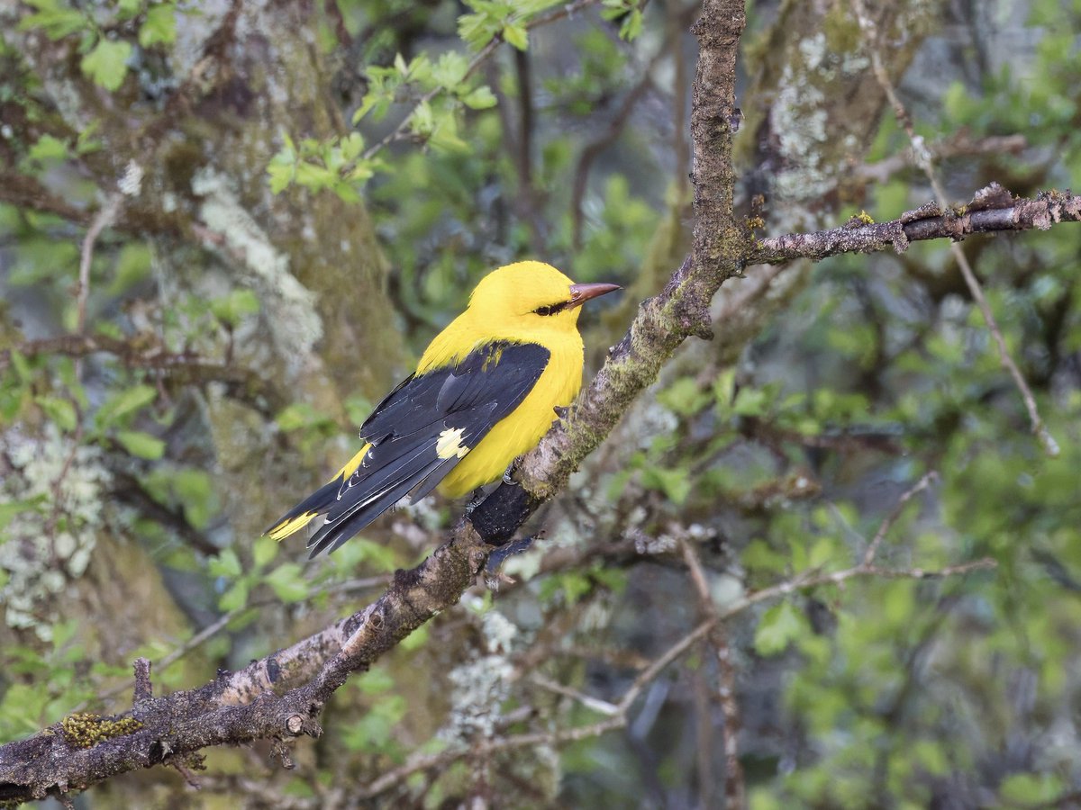 DCCbirder's tweet photo. A beautiful evening yesterday on Gower was brightened even more by this stunning Golden O. One very active individual, but I didn’t manage to get any sight of the second bird. #GoldenOriole #glambirds #Gower #birds https://t.co/dfHmcGxot5